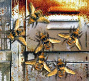 lockerbees