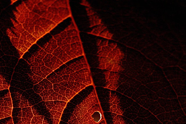 cherryleaf