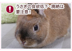 うさぎの骨折や去勢手術は愛知県知多郡のもねペットクリニックへ