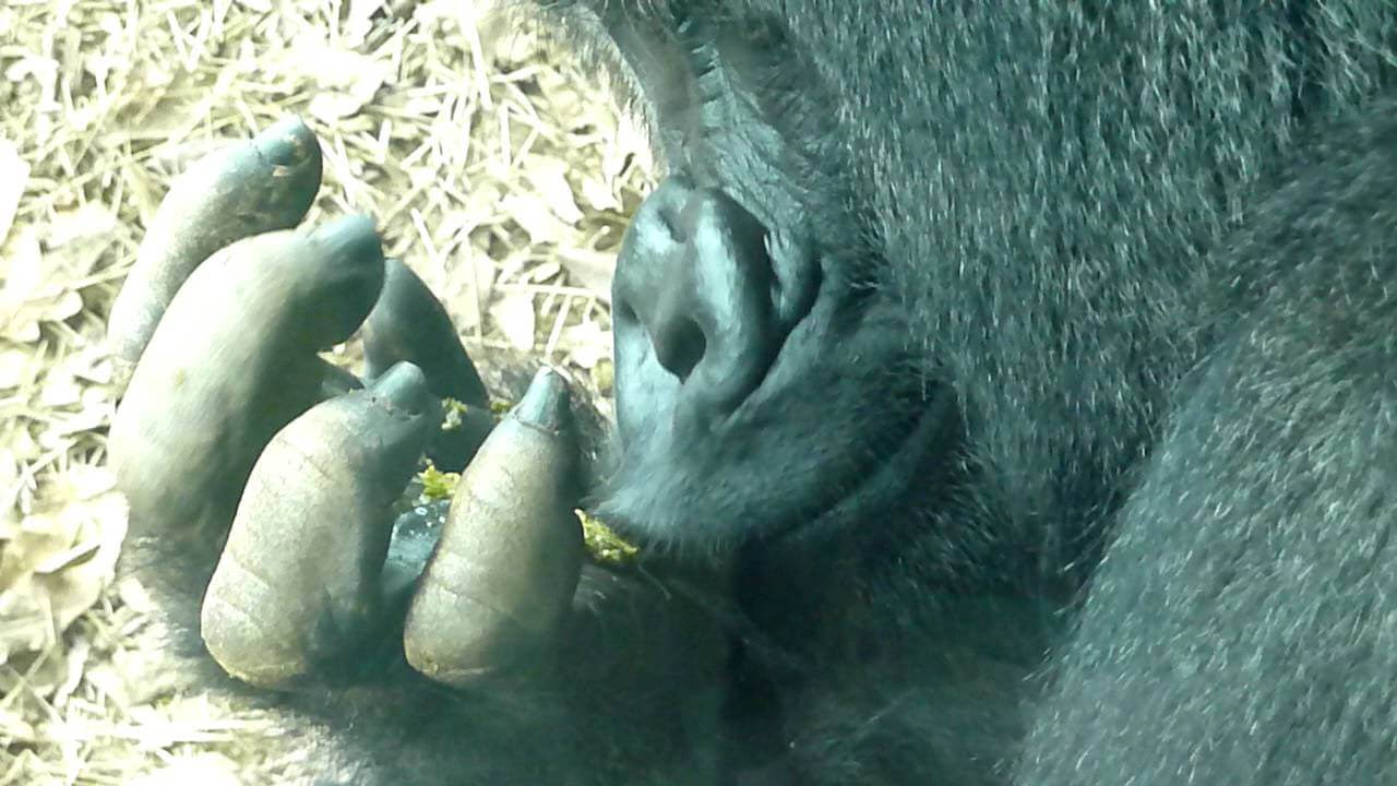 閲覧注意 自分のウンコをペロペロ舐めて食べるゴリラ 食糞 バイオハックch