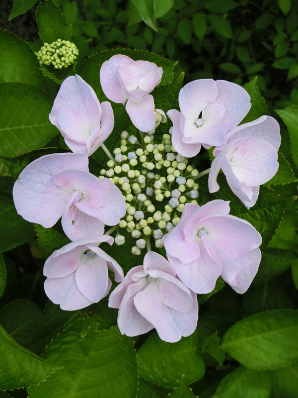 咲き始めのガクアジサイ 額紫陽花 18 5月下旬撮影 梅雨の花 K U R A D A S H I