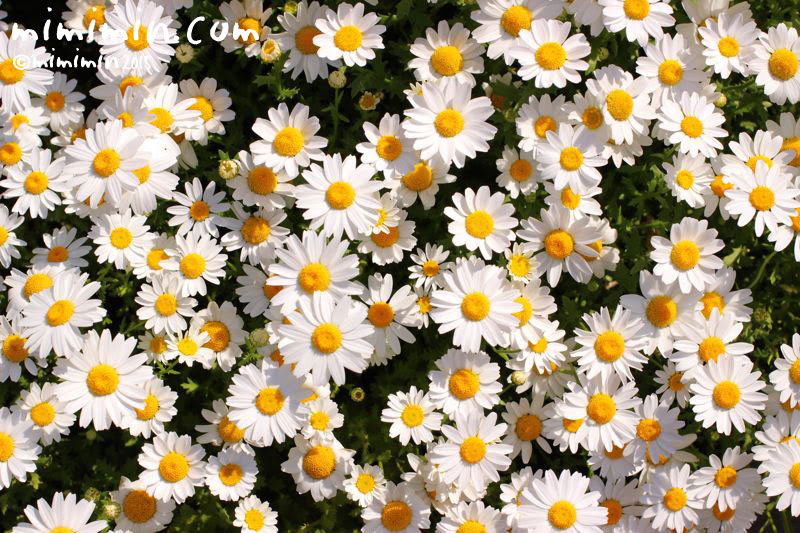 満開のクリサンセマム ノースポール 花の写真 花言葉 みみみんブログ