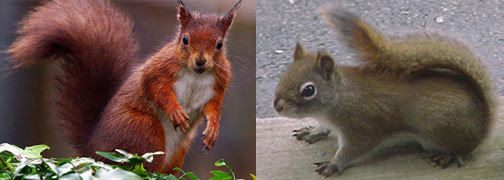 How do I stop squirrel from eating pumpkins?