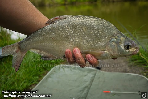 Bream - Abramis brama