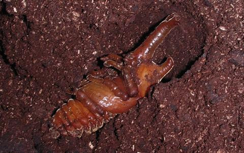 カブトムシのさなぎが土の上に 人工蛹室の簡単な作り方