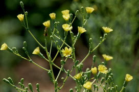 レタスの花言葉 レタスの花言葉と名前の由来