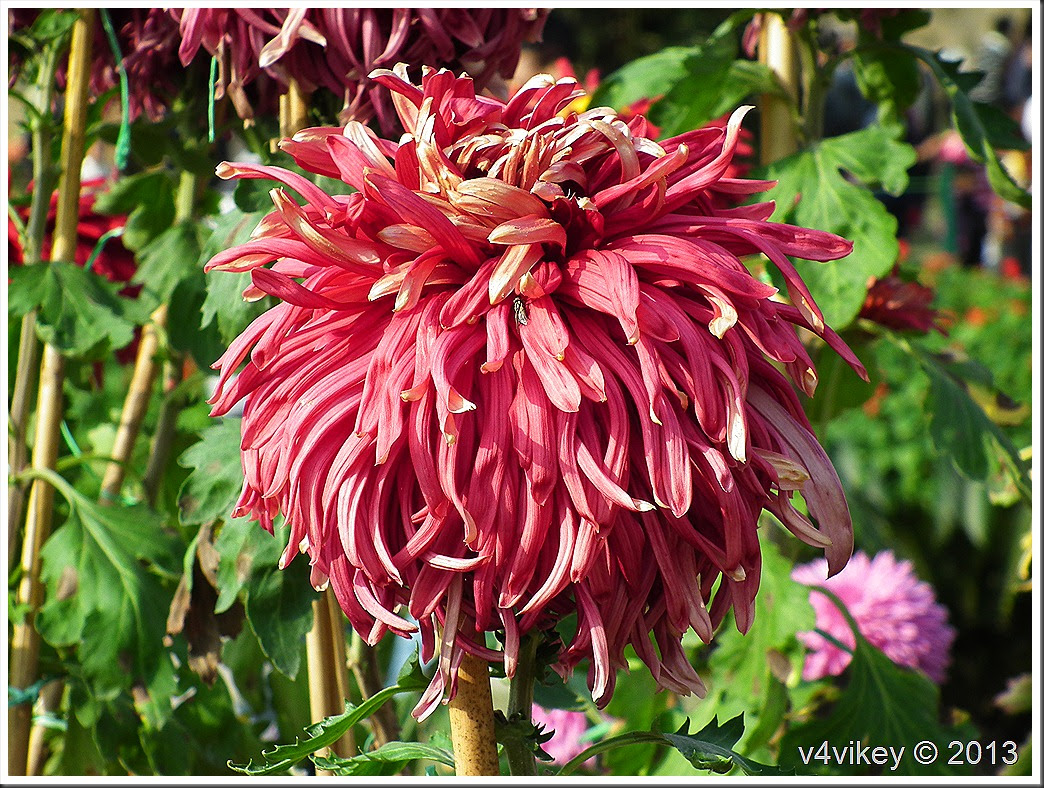 Chrysanthemum Flower 