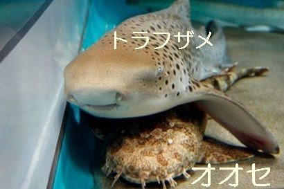 トラフザメの赤ちゃんが生まれる様子 オーストラリアcairns Marineより