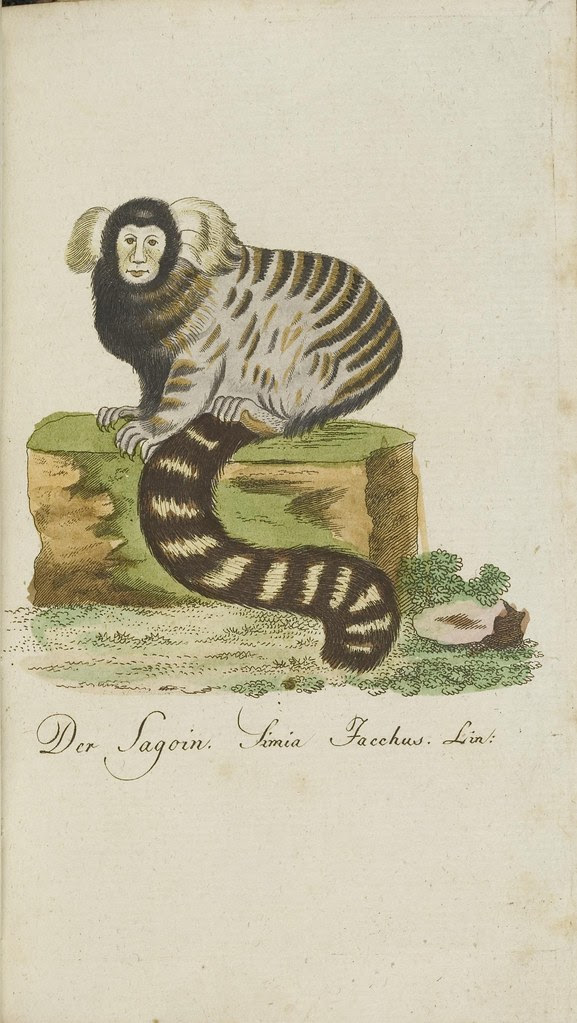 Common marmoset book illustration (absurd)