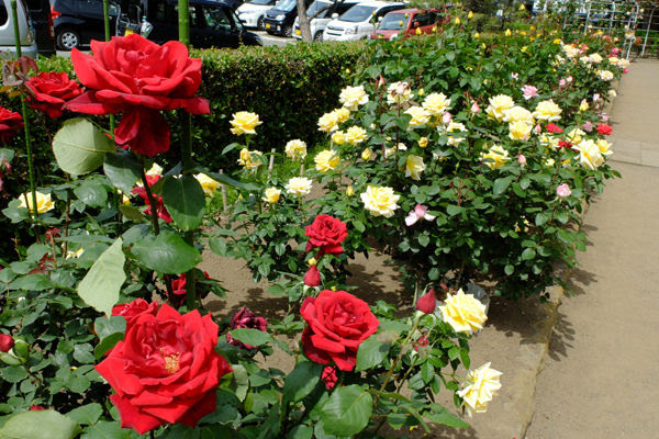 5 8 平塚 平塚市総合公園 バラ 開花状況 見ごろ 花ぽたカメラ