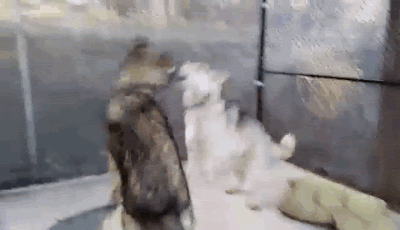 El cachorro de perro que era un lobo