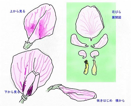 そらまめの花その２ 名画の中の人喰い蛇