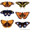 Types Of Butterfly With Names