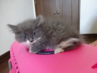 グレーの長毛の子猫 ねこmachi ライフ