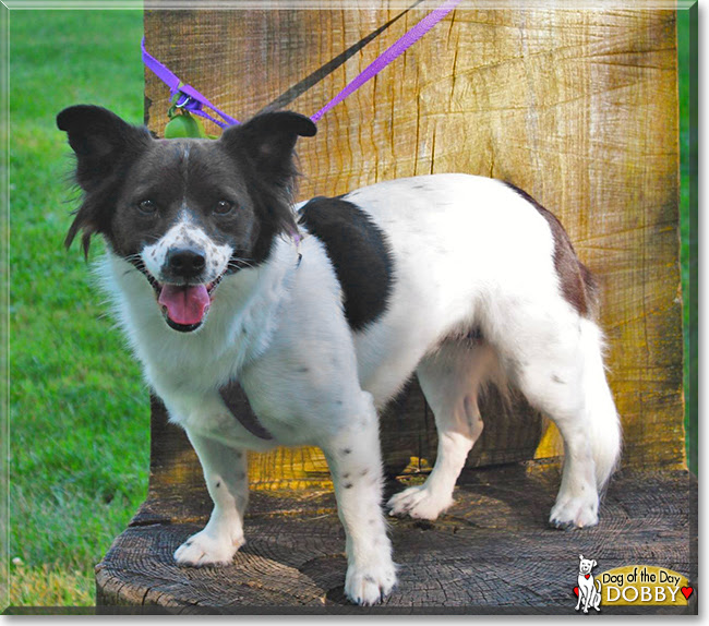 Border Collie Rat Terrier Mix Shop 53 Off Www Pegasusaerogroup Com