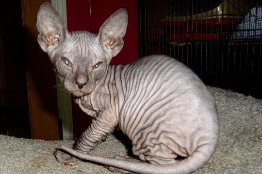 Kucing Donskoy (don Sphynx) [ www.BlogApaAja.com ]