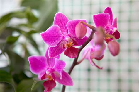 orchid  flower