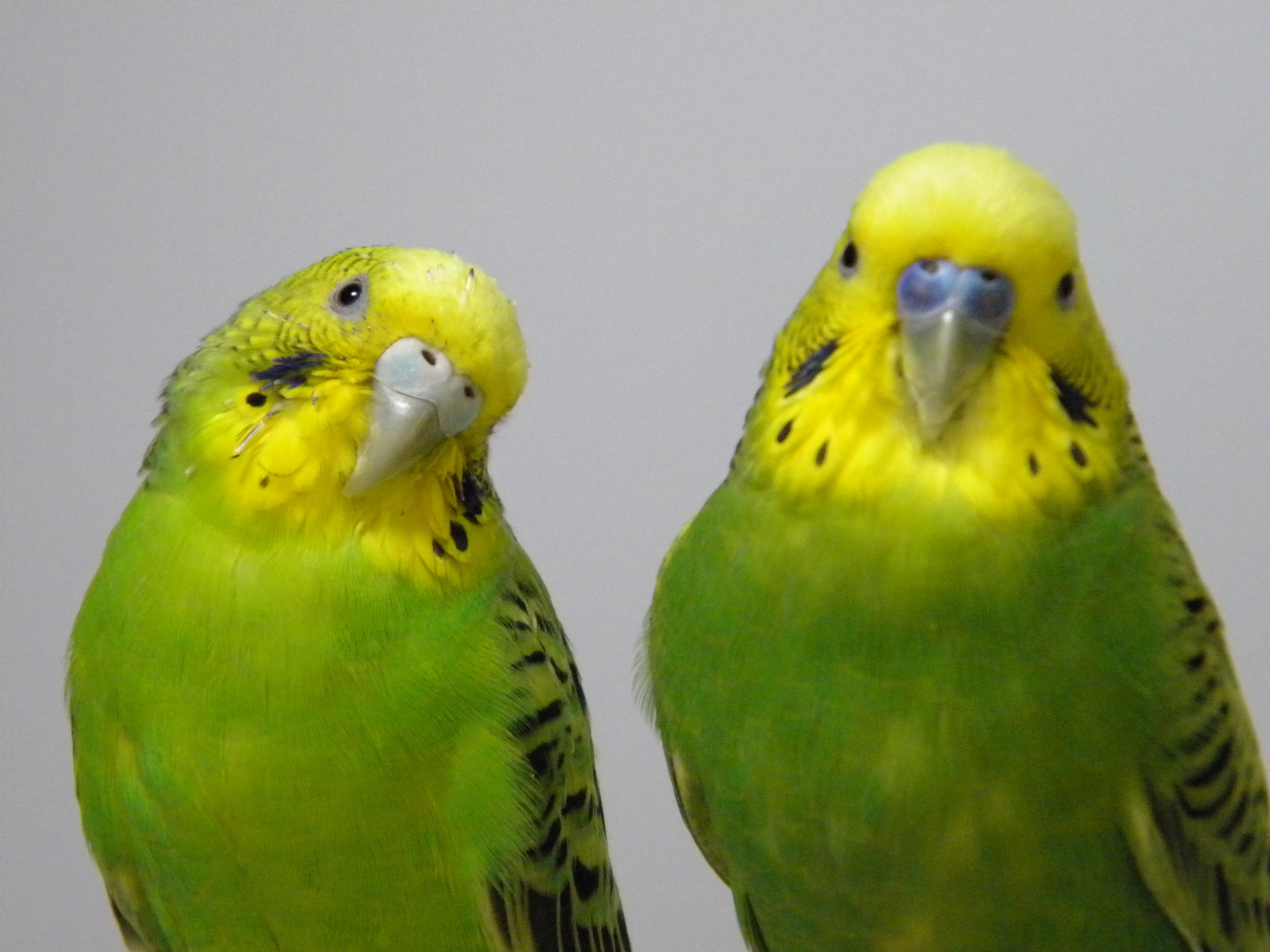 喧嘩のあとにはフォローが大事 セキセイインコのなかなおり 日本鳥学会発行 鳥学通信