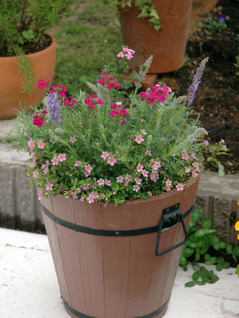 小さな庭と めだかのいる暮らし バーベナの寄せ植え