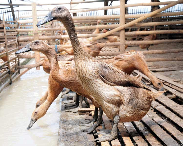 Itik Silangan Baru Cepat Bongsor Bebeja com