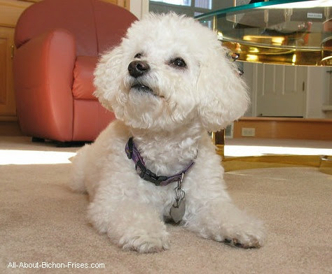 Basic Dog Obedience Training | Bichon Frise Puppy Obedience Training ...