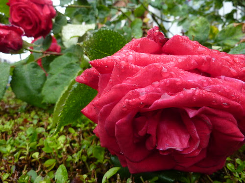 Rainy day in Tooting Bec