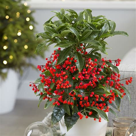 buy coral berry ardisia crenata bospremium red delivery