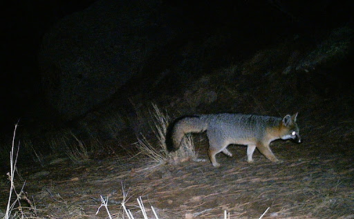 It Is a Cold, Foggy Day . . .