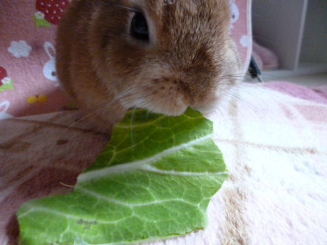 うさぎが食べても良い野菜 食べてはダメな野菜 家の子はお野菜が大好きっ おきらくウサギ生活