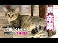 いろいろ ちくわ ちゃん 猫 609121