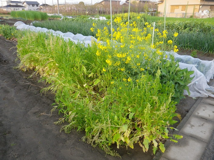 日常の備忘録 ほうれん草の花
