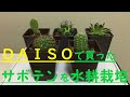 √1000以上 ダイソー サボテン 種類 282245-ダイソー サボテン 種類