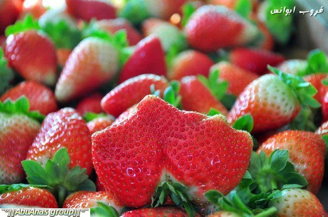 مزارع الفراوله وموسم القطف