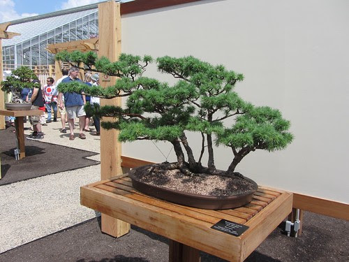 bonsai0713