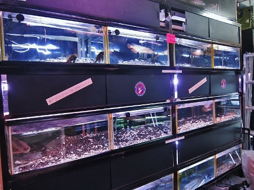 本邦初公開 東京ベイ熱帯魚店内 また貧アロに侵入者登場 宣戦布告だな アジアアロワナ飼育ブログ 貧乏なアロワニア 楽天ブログ 楽天ブログ