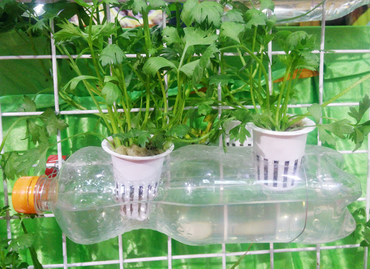 Seledri Hidroponik Di Botol Bebeja com Seledri Hidroponik Di Botol Bebeja com