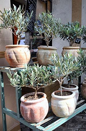 オリーブ 鉢植えの育て方