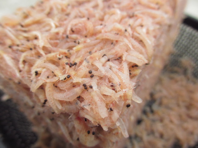 海へ行こう サヨリ釣りの仕掛けの作り方 Make It