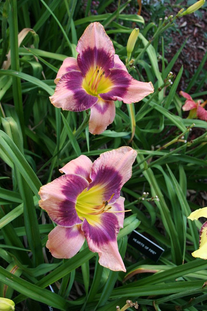 Daylily Alphabet 2012--the E's