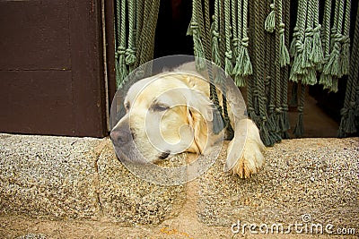 Golden Retriever Dog In The Door Stock Photography - Image: 28067172