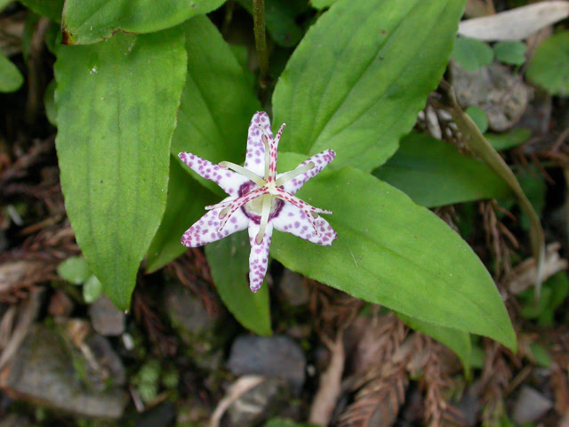 草本 単子葉植物 Shiiba Research Forest Kyushu University 九州大学宮崎演習林