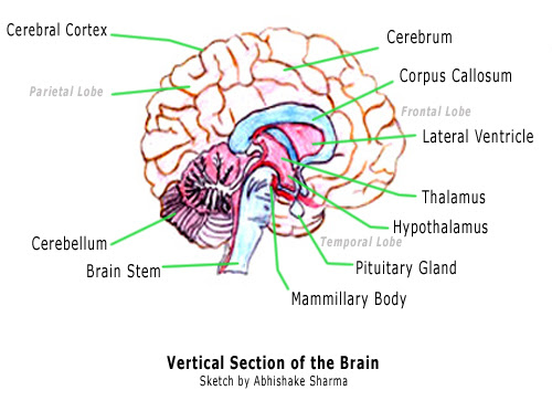 Diagram of the brain with labels and functions