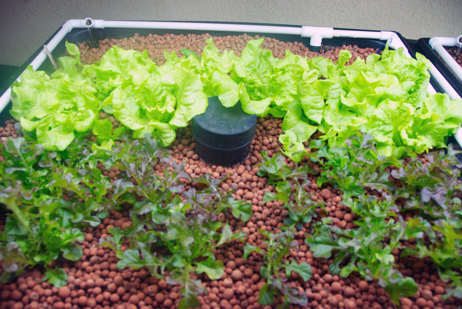 HYDROPONICS - Tartışma - Community - Google+