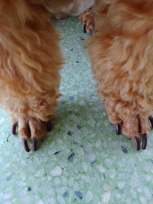 これどうしたらいいの 愛犬トイプーとの生活