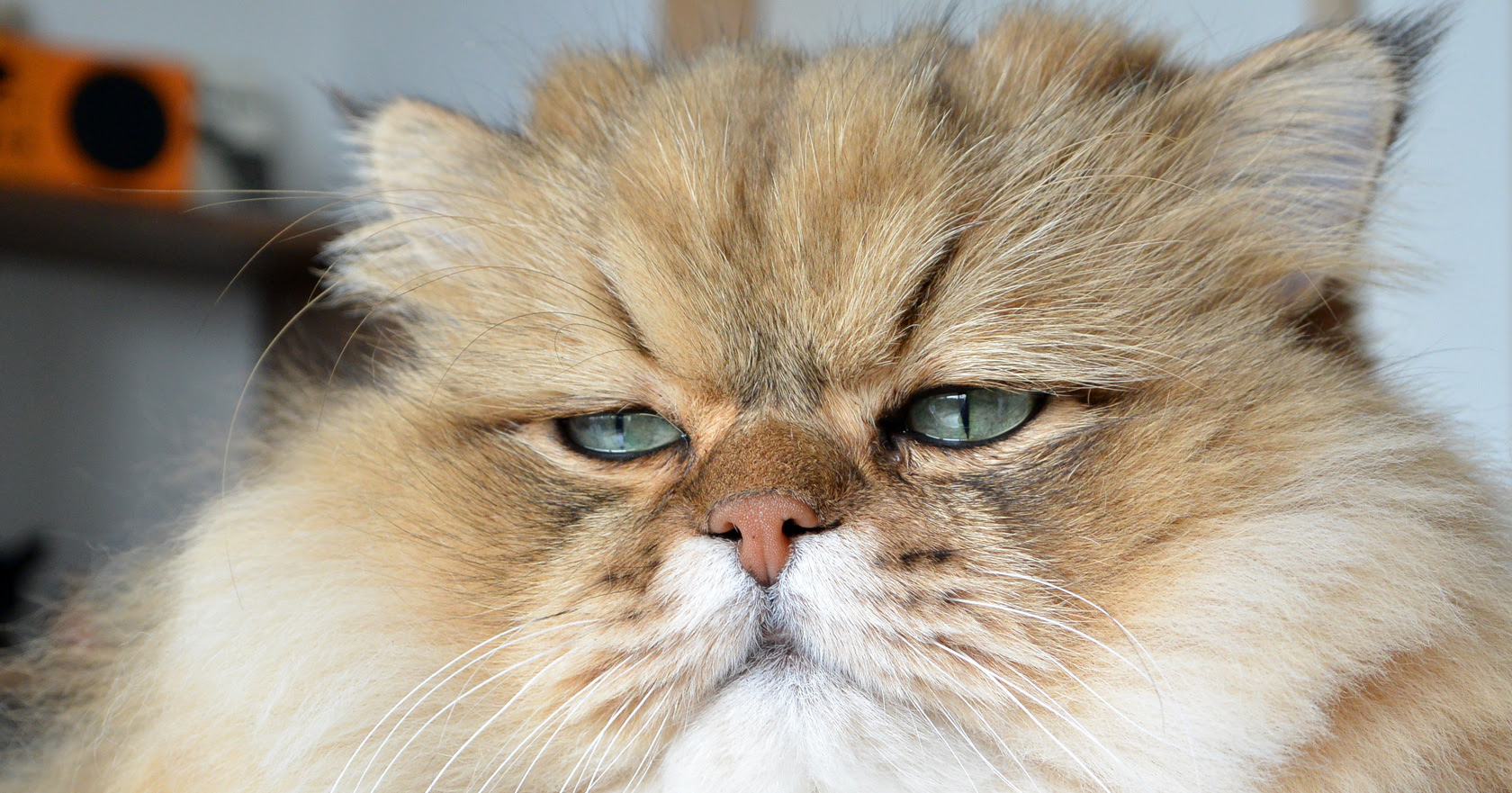 ふーちゃん公式サイト Foo Chan Com