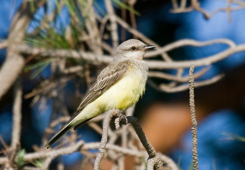 Western Kingbird Western Kingbird