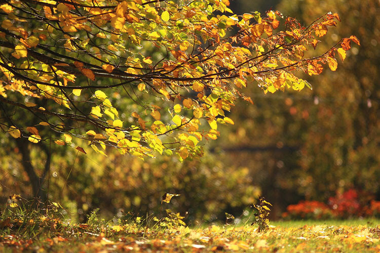 Motion fall photography02