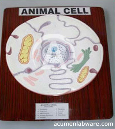 animal cell project pictures. animal cell project pictures. 3d Animal Cell Model Project