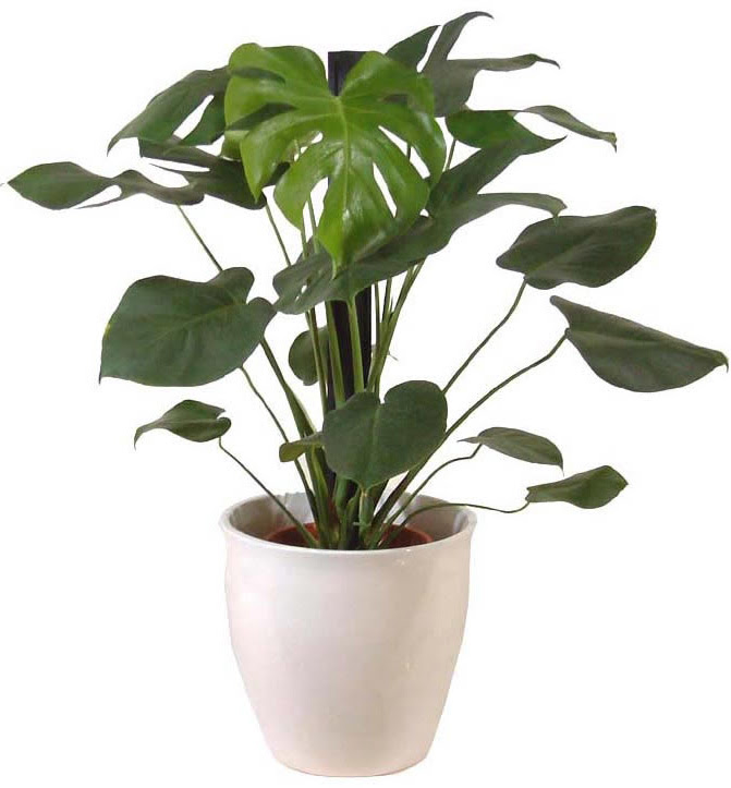 おしゃれインテリア アジアンテイストの観葉植物 グリーン