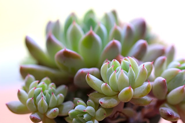 素朴でかわいい名前 エケベリア 雪雛 陽だまりの多肉ハウス
